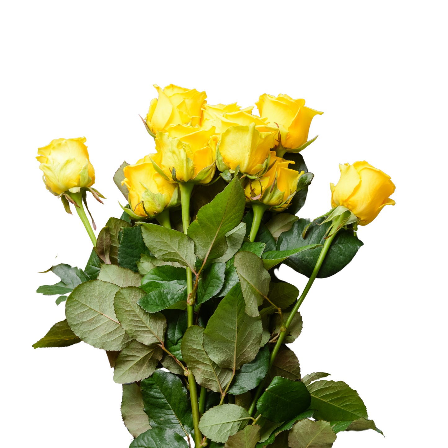 Long-stem roses 40-60cm