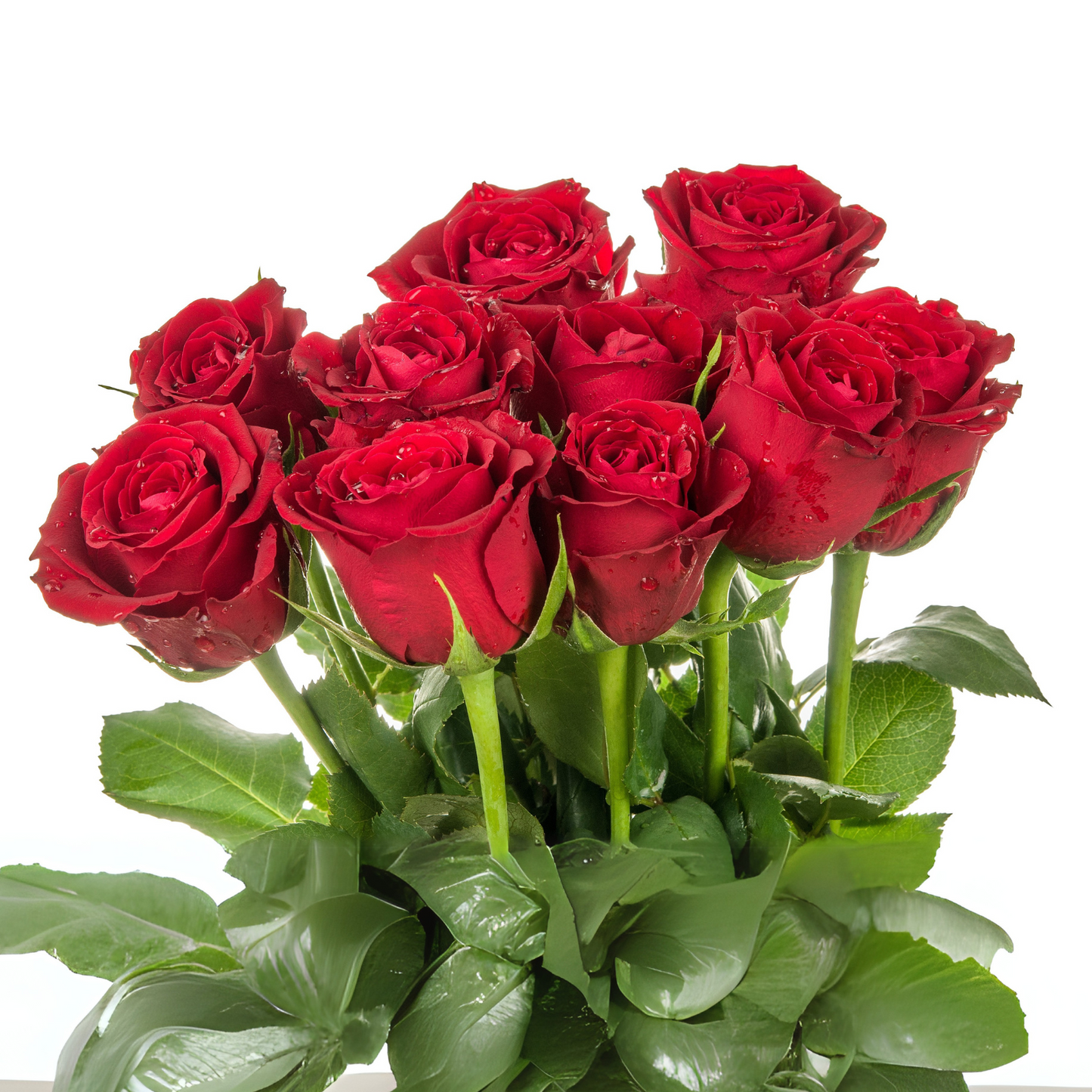 Long-stem roses 40-60cm