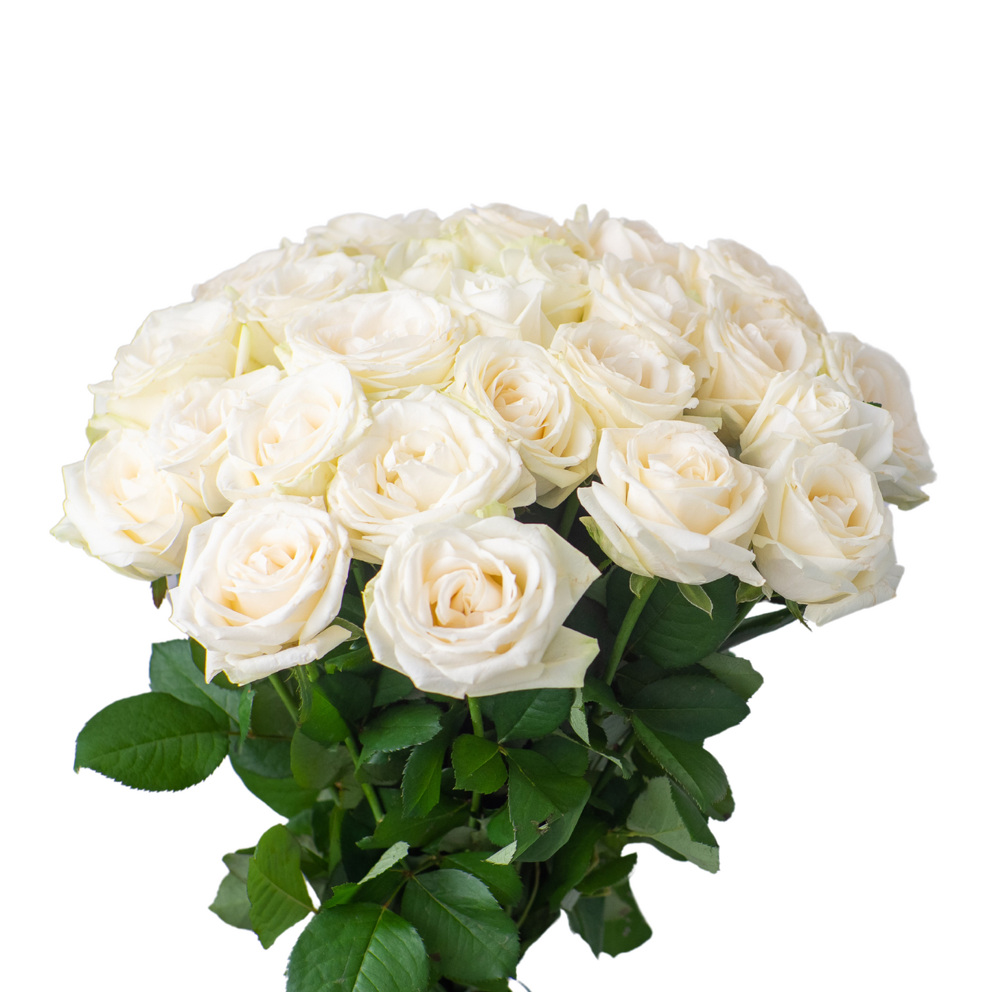 Long-stem roses 40-60cm